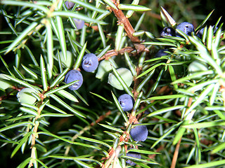 Image showing juniper-berry