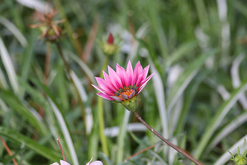Image showing Pink gazania