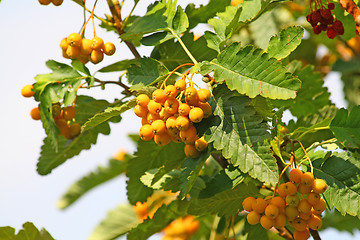 Image showing Yellow rowan