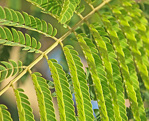 Image showing Albizia leaves