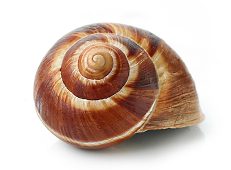 Image showing escargot snail on white background