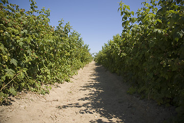 Image showing U Pick Berry Farm