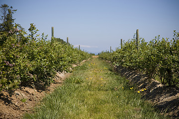 Image showing U Pick Berry Farm