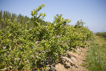 Image showing U Pick Berry Farm