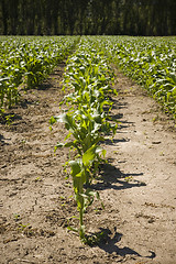 Image showing Rows of Corn