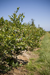 Image showing Blueberries