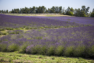 Image showing Lavender Farm