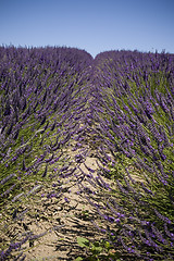 Image showing Lavender Farm