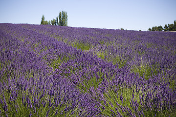 Image showing Lavender Farm