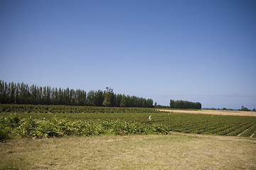 Image showing U Pick Berry Farm