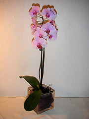 Image showing orchid