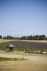 Image showing Lavender Farm