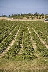 Image showing Strawberry Field