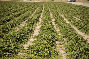 Image showing Strawberry Field