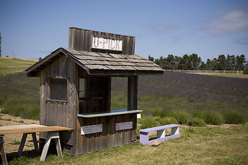 Image showing Lavender Farm