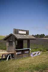 Image showing Lavender Farm