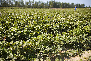 Image showing Strawberry Field