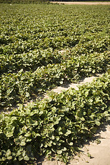 Image showing Strawberry Field