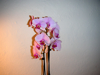 Image showing orchid