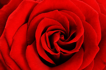 Image showing red beauty