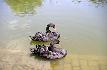 Image showing black-swan