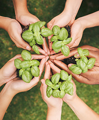 Image showing Plants with soil, nature and earth hands in sustainable, agro and community garden with growth. Diversity, agriculture and eco friendly people working in sustainability environment with green energy.