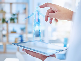Image showing Virtual ai, body hologram and doctor working on healthcare research with digital design on tablet in a hospital at work. Hands of a medical nurse doing analysis of human anatomy with graphic on tech