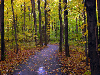 Image showing Fall foliage