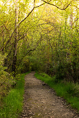 Image showing Dirt road pathway in Lagoas de Bertiandos