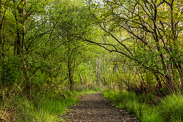 Image showing Dirt road pathway in Lagoas de Bertiandos