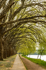 Image showing Trees along the river side in Ponte de Lima