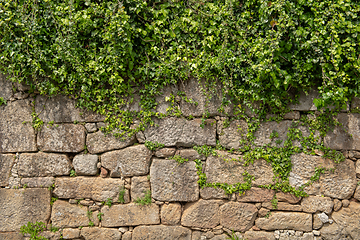 Image showing Plant grow on top of wall 