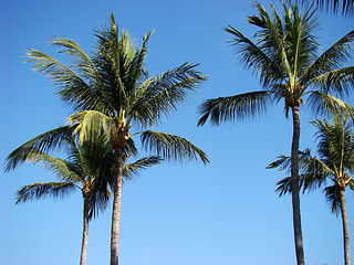 Image showing Palm trees