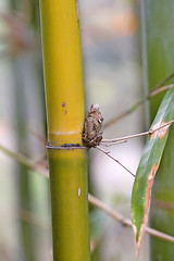 Image showing Bamboo