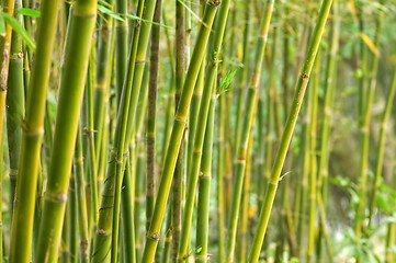 Image showing Bamboo