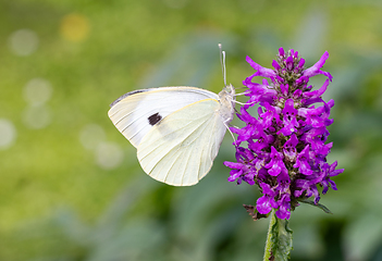 Image showing beautiful butterfly on blooming flower