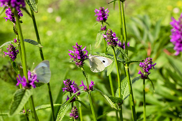 Image showing beautiful butterfly on blooming flower