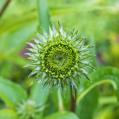Image showing green echinacea flower bud