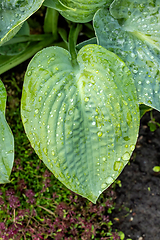 Image showing wet green leaf