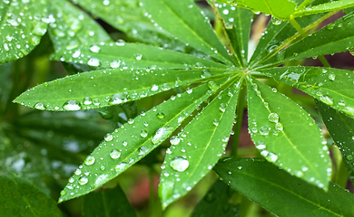 Image showing wet lupine leaf