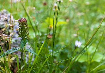 Image showing wild meadow closeup