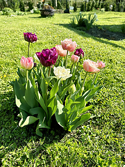 Image showing beautiful colorful tulips
