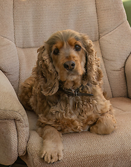 Image showing English Show Cocker Spaniel on Chair