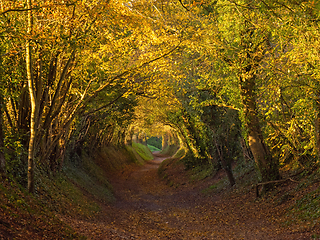 Image showing Halnaker Tree Tunnel