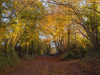 Image showing Halnaker Tree Tunnel 