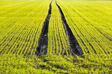 Image showing sprouts of wheat in Eastern Europe