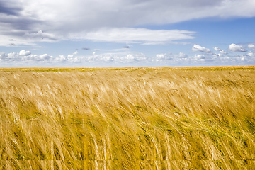 Image showing Golden cereals