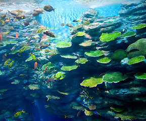 Image showing Corals with fish