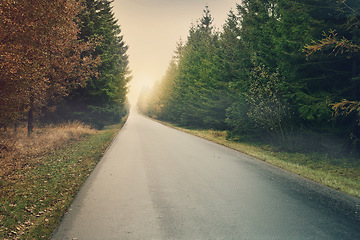 Image showing Road, forest and trees in nature sunset of path for travel and scenic view for vacation or holiday in the outdoors. Clean empty street of a beautiful natural environment for countryside traveling