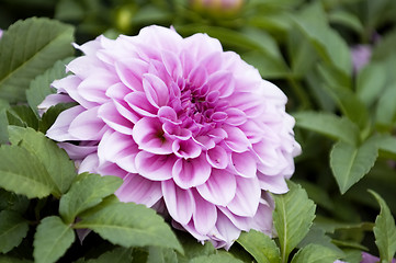 Image showing Pink dahlia flower